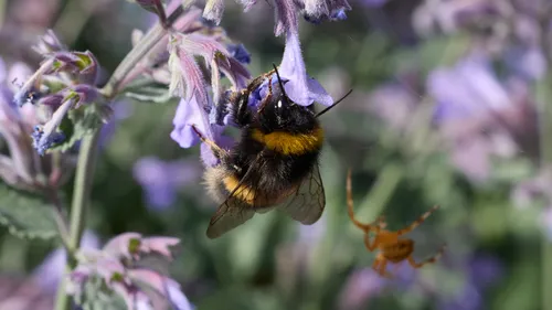 Bumble bee and Spider Catmint This nature macro photograph captures a bumble bee and a spider interacting with catmint flowers on a sunny summer afternoon. The bumble bee is seen collecting nectar from the vibrant catmint flowers, displaying characteristic patterns of bees and insects among the blooming plants. A nearby spider, positioned in its spiders web, adds another layer of detail to the scene, highlighting the coexistence of different insects within the same environment. The image focuses on the delicate purple flowers of the catmint and the intricate behavior of the bees and spiders, demonstrating the diversity of life in a garden setting during the height of summer.